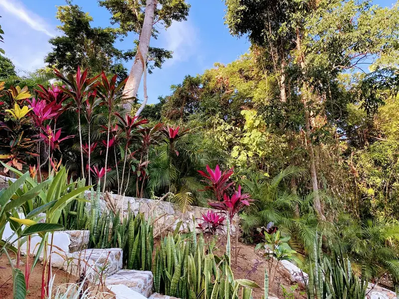 Jungle garden