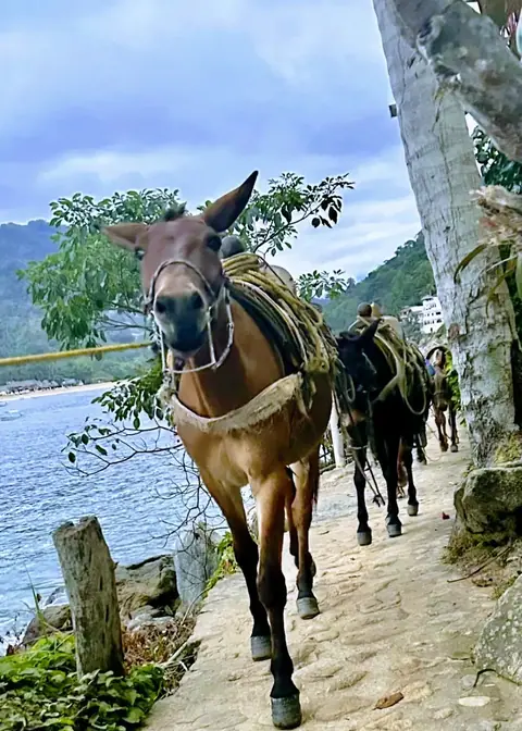 Can you ride horses in Yelapa? Horseback and mule rides to the waterfalls