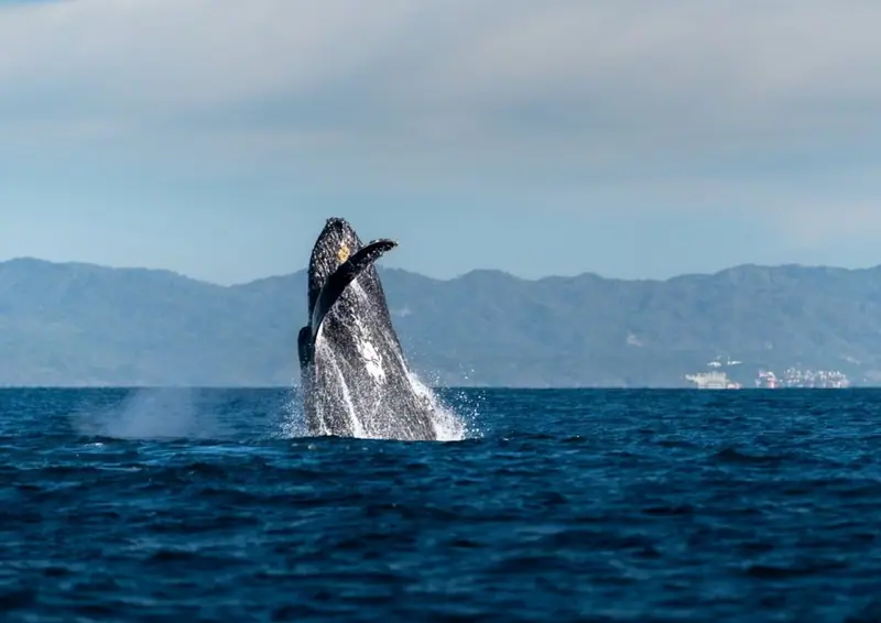 Whale Season in Yelapa: What to Expect at Casa Gratitud