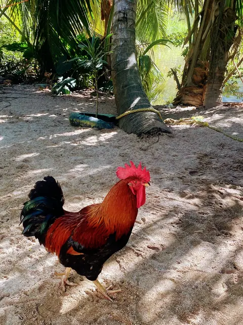 What animals and bugs live in Yelapa? A friendly wildlife guide