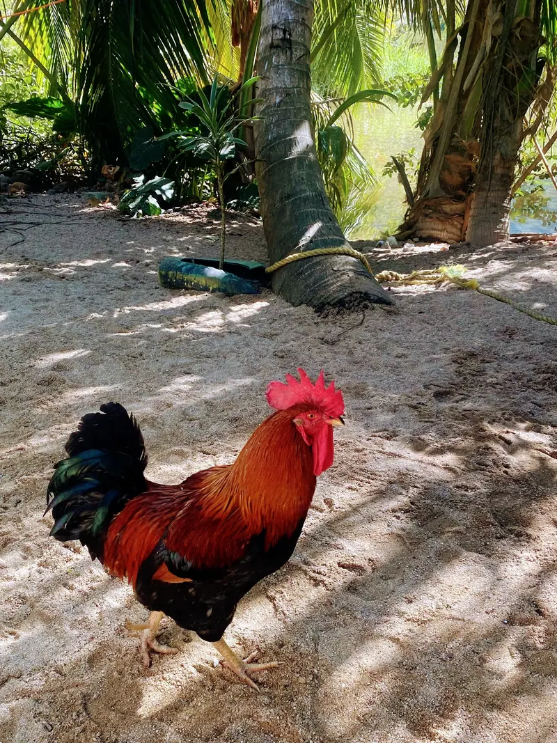 What animals and bugs live in Yelapa? A friendly wildlife guide